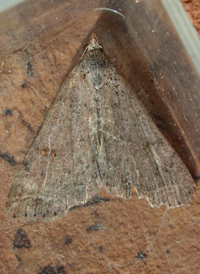 Bent-winged Owlet